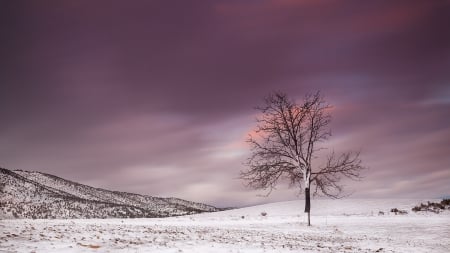 fantastic lavender sky in winter - sky, meadow, winter, lavender, hills, tree