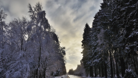 shiny asphalt road through a forest in winter - forest, asphalt, winter, road, shiny