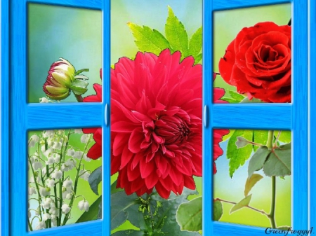 THE GARDEN - window, dahlia, rose, flower