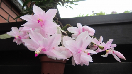 Pink cactus flower