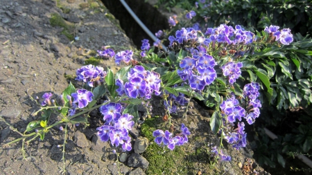 Pretty flower - Pretty, flower, lovely, purple