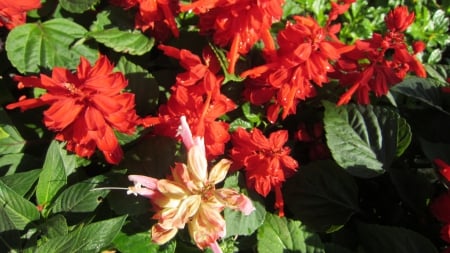 Salvia splendens - Salvia splendens, Ornamental, flower, bright color