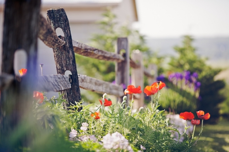 *** Wild flowers *** - flowers, field, flower, nature