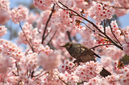 *** Bird on flowering tree *** - animals, animal, flowers, bird, birds