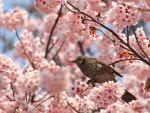 *** Bird on flowering tree ***