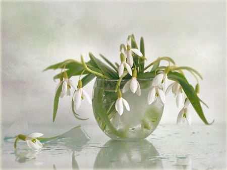 Snowdrops - snowdrops, decoration, flower, snowdrop