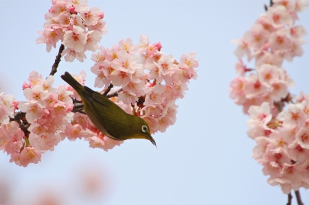 *** Bird *** - birds, animal, tree, flowering, animals