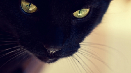 Black Cat - cat face, black cat, cat, cats, close-up, eyes, black cats, black