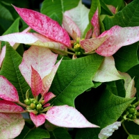 Poinsettia