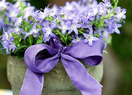 Flowers - bow, close-up, meadow, flowers, pot, flower