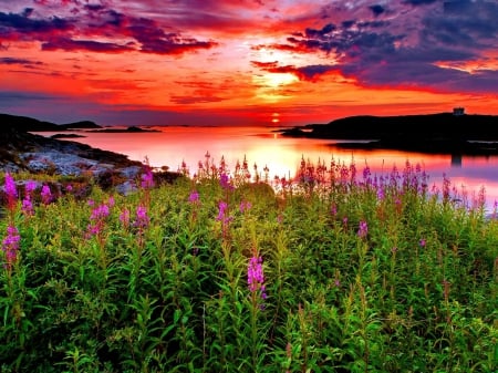 Sunset over River - sky, plants, water, clouds, amazing, colors