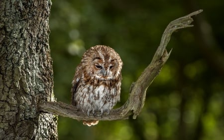 *** Owl *** - owls, birds, animal, animals