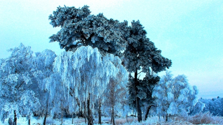 splendid trees in winter hdr - white, ice, trees, winter, hdr