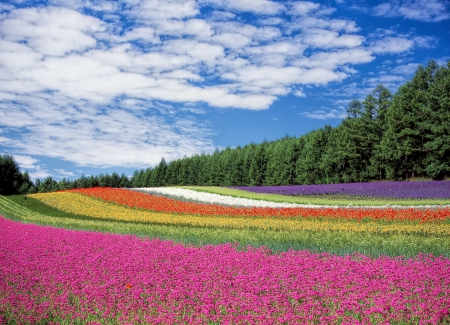 Rainbow Field! - nature, rainbow, field, flowers