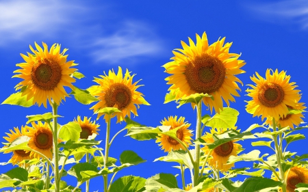 *** Sunflowers *** - nature, sunflowers, flowers, flower