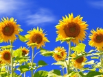 *** Sunflowers ***