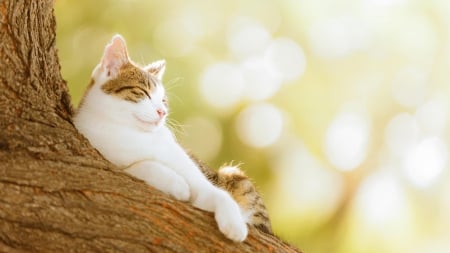 *** Cat on tree *** - cat, cats, animal, animals