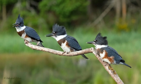 three Lady Birds - lake, birds, nature, animals