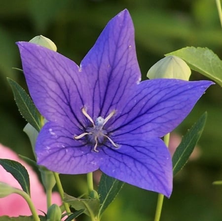 Bellflower - bellflower, field, garden, flower