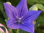 Bellflower