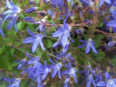 Bellflower - bellflower, field, garden, flower