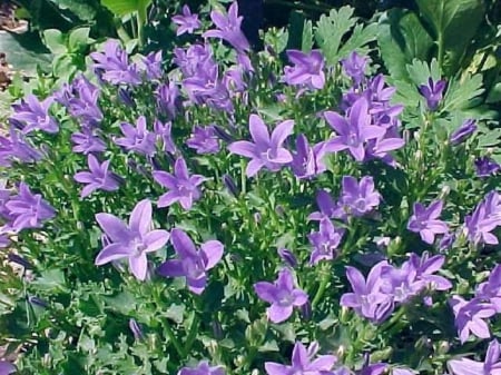 Bellflower - bellflower, field, garden, flower