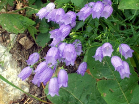 Bellflower - bellflower, field, garden, flower