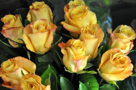 *** Yellow roses *** - nature, flowers, roses, flower