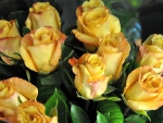 *** Yellow roses ***