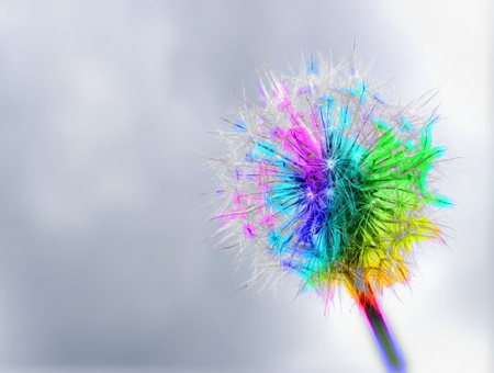 Dandelions - flowers, colorful, dandelions, Abstract