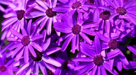 Flowers - nature, purple, flowers, petals