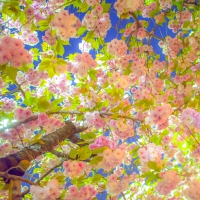 Cherry Tree