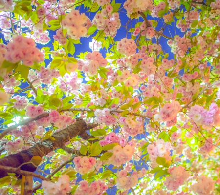 Cherry Tree - beauty, sky, lovely, wood, nature, cherry tree, pink, blue, beautiful, blossom, sweet, tree, flowers, cute