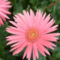 Pretty pink Gerbera