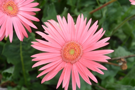 Pretty pink Gerbera