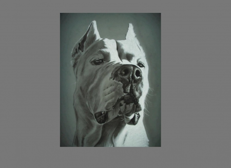 Beatiful painting - dog, grey, big, paintings