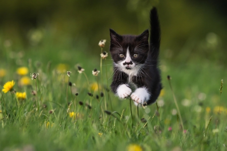 Cat - sleeping, beauty, cat face, hat, cat, animals, kitty, lovely, kitten, paws, face, pretty, cats, beautiful, sweet, cute