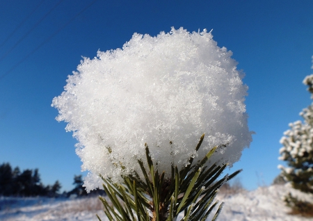 Winter. - winter, nature, others, macro