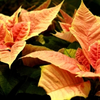 Poinsettia