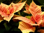 Poinsettia