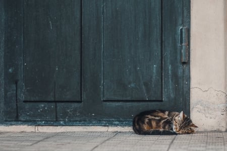 Cat - paws, face, pretty, cute, animals, beauty, beautiful, sweet, cat, sleeping, kitty, cats, kitten, hat, lovely, cat face