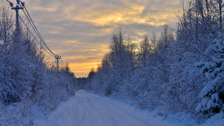 tree lined road in winter at dawn - winter, road, trees, dawn, electric lines