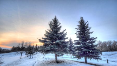 beautiful winter morning hdr - morning, hill, trees, winter, hdr, evergreens