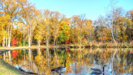 geese on a beautiful pond in autumn - pond, reflection, geese, trees, autumn