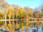 geese on a beautiful pond in autumn