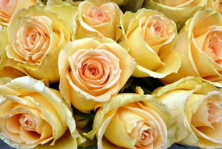 Roses - many, flower, yellow flower, yellow roses, rose, buds, yellow, roses, yellow rose, nature, yellow flowers