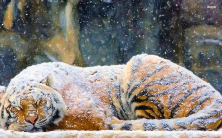 Sleeping Beauty - cats, snow, tigers, animals, wildlife