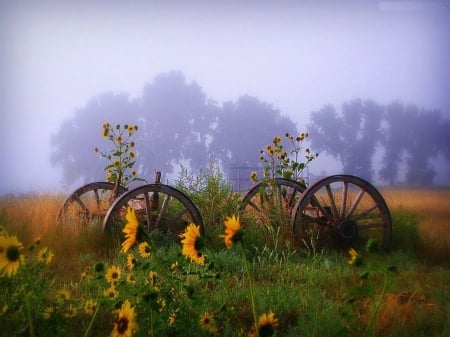 Misty Morning - landscape, sunflowers, wheels, trees, mist, grass