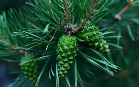 Cones pine - branch, green, macro, fir, cone, pine, tree, needles