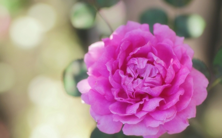 Pink beauty - flower, rose, pink, beauty, macro, green